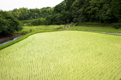 山辺の道の風景