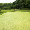 山辺の道の風景