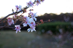 狂い咲きした伊丹空港の桜？