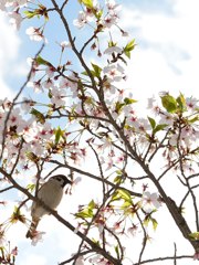 春のごちそう