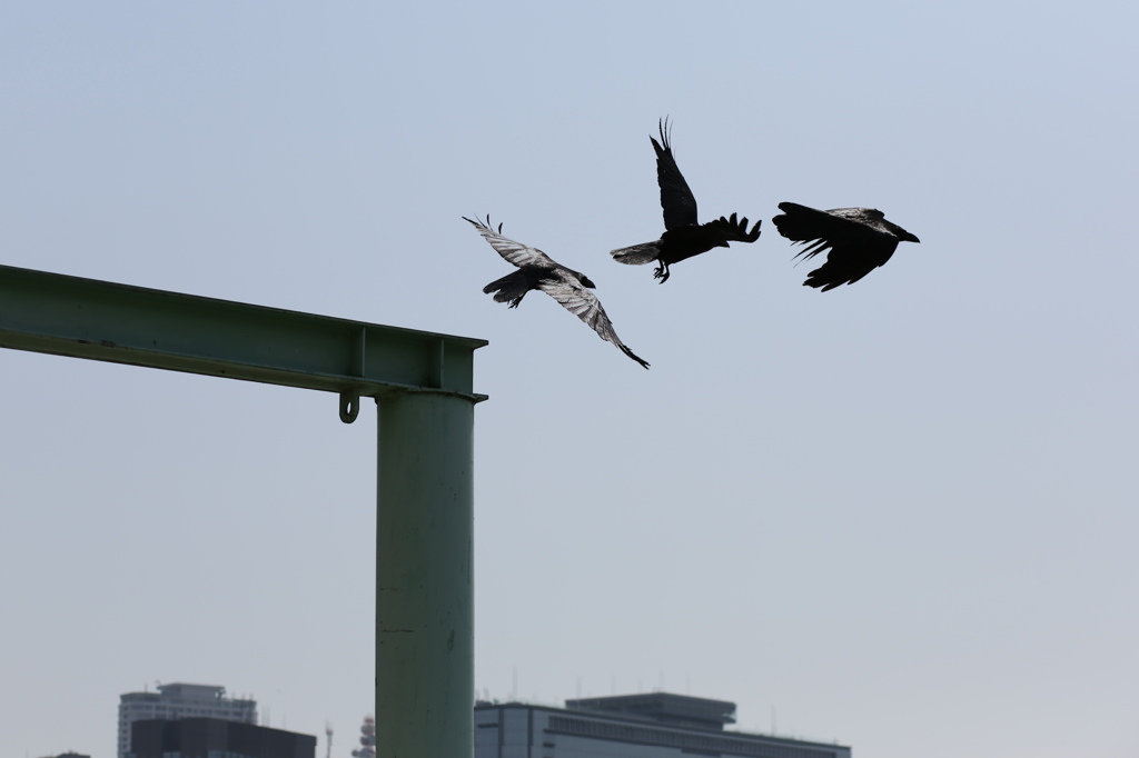 飛び立つカラス