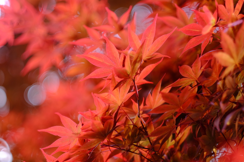 ５月に紅葉？