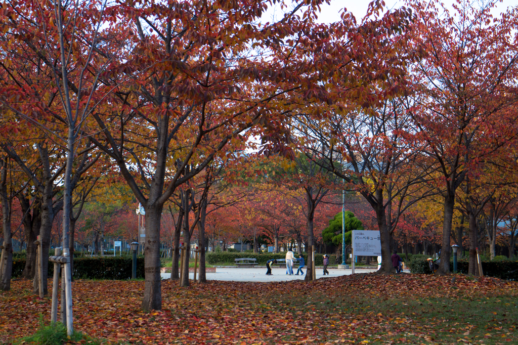 秋色に染まる大川の公園