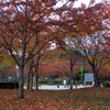 秋色に染まる大川の公園