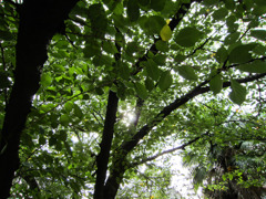 木漏れ日 木漏れ日