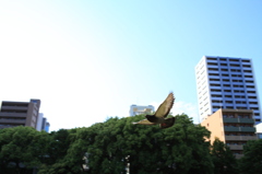ハト