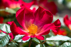 近所の花壇