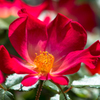 近所の花壇