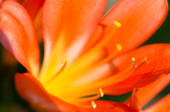 近所の花壇