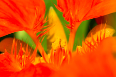 近所の花壇