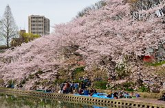 大川の桜
