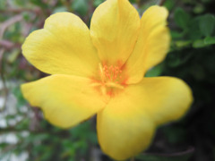 黄色い花（名前わかりません）