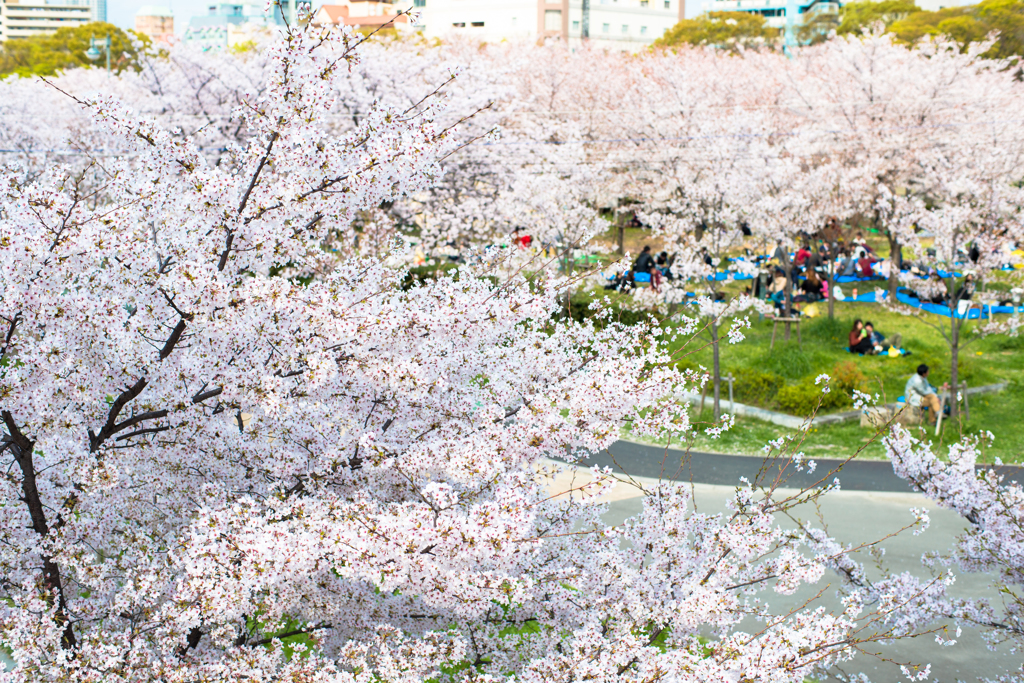 大川の桜