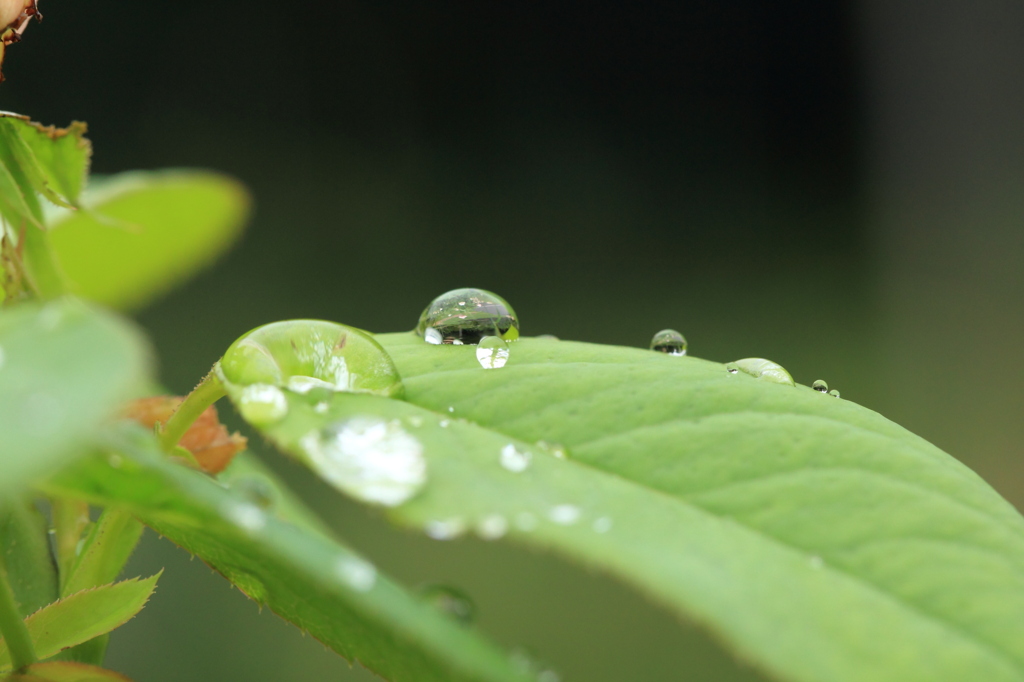 雨に閉じ込められた花畑