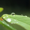 雨に閉じ込められた花畑