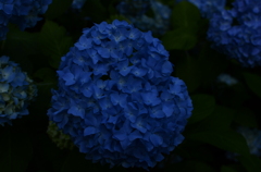 _DS71423