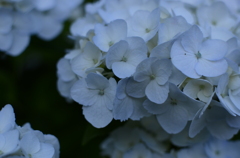 _DS71429