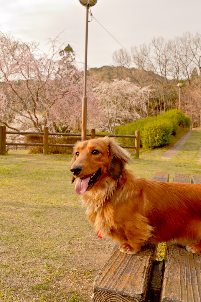 お花見