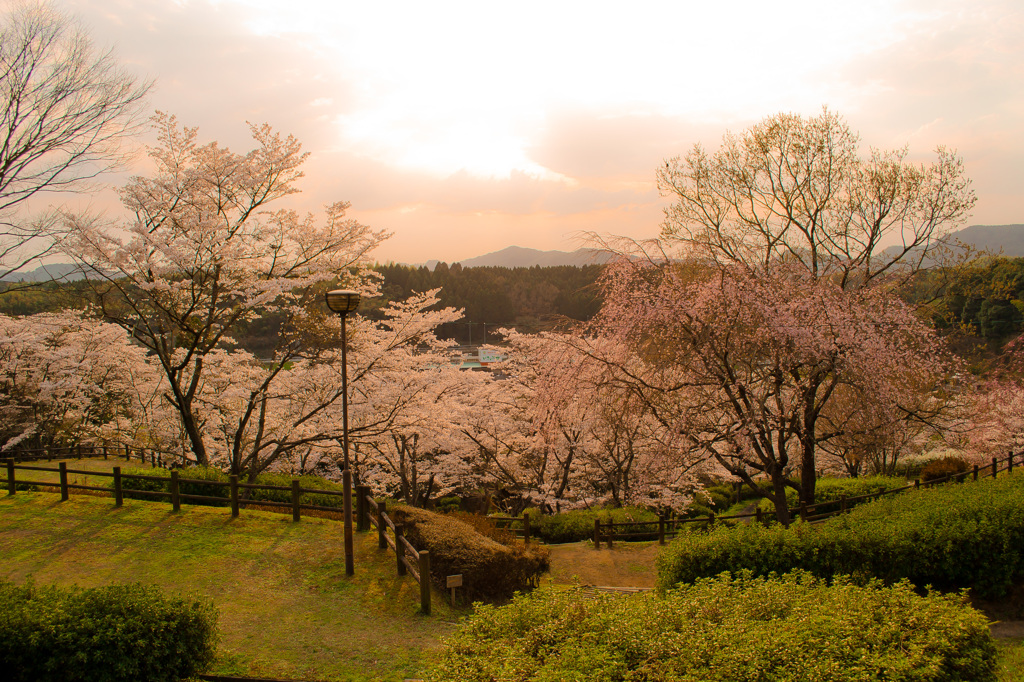 夕桜