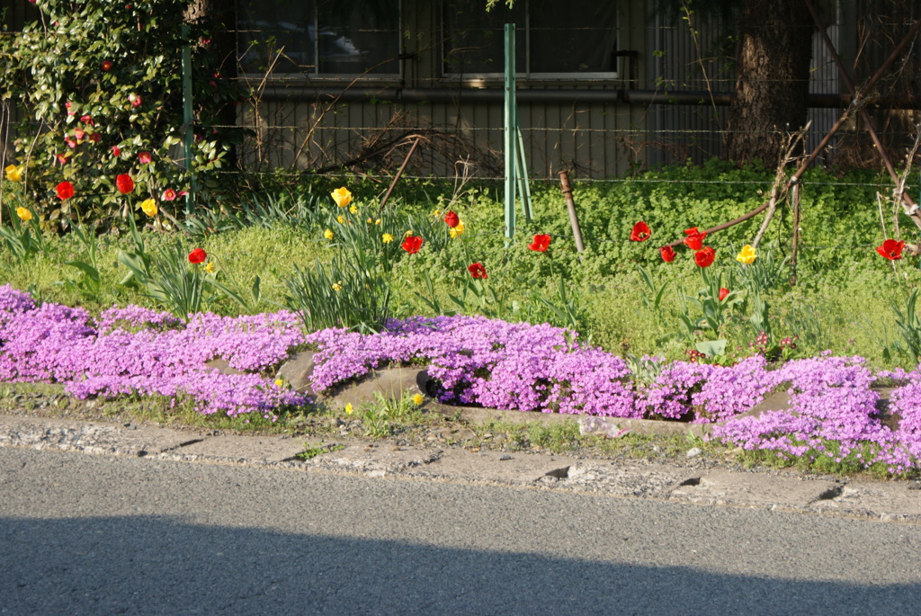 チューリップ＆芝桜