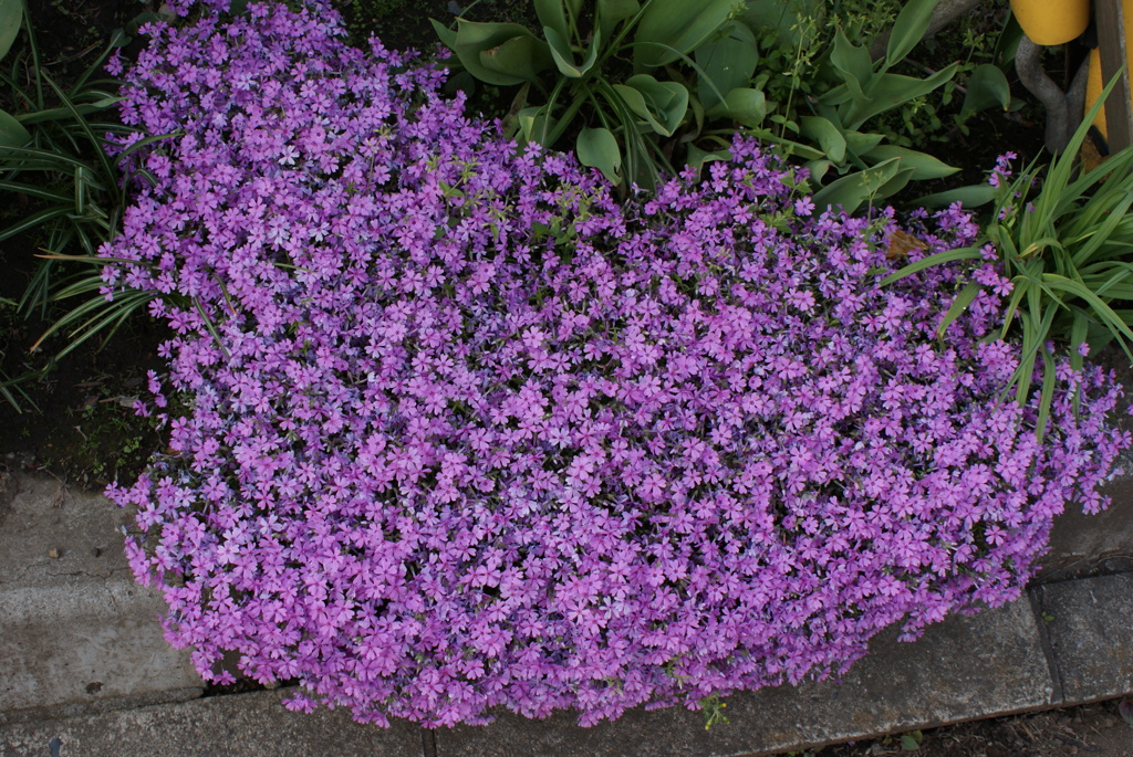 芝桜