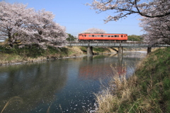 岩徳線と桜