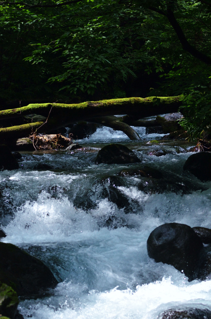 あの木の上を渡ります（嘘です）