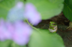 ヒガシニホンヨミガエル