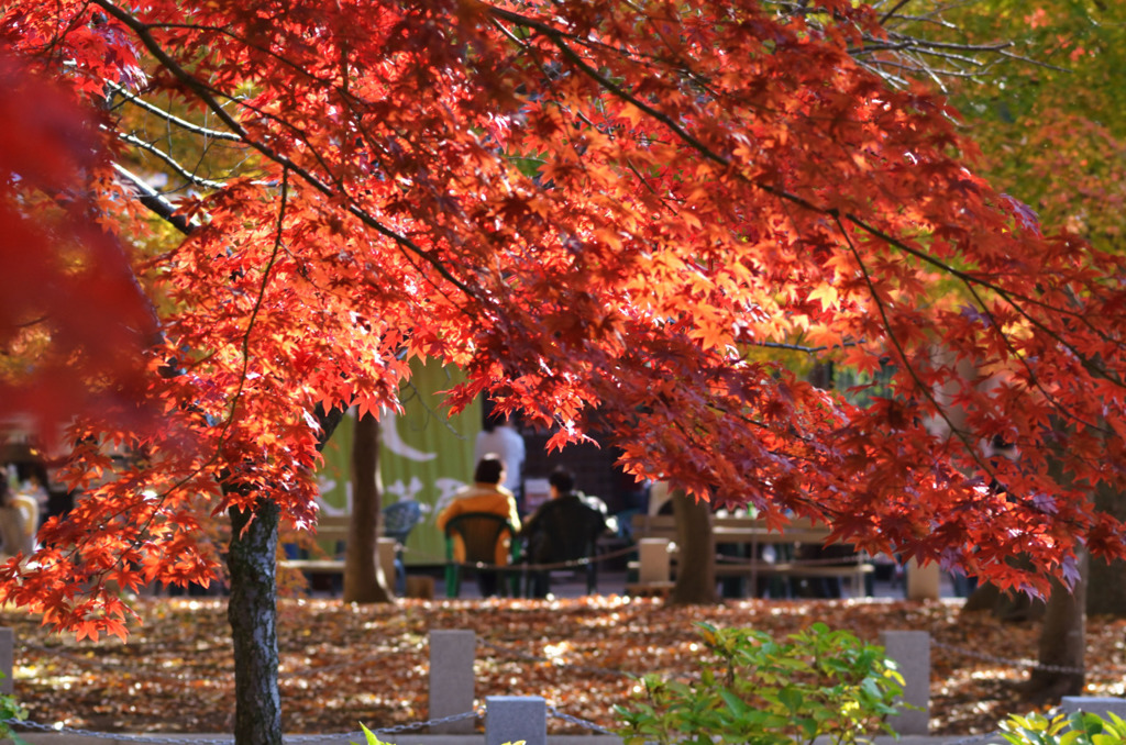 紅葉は色の出し方が難しい