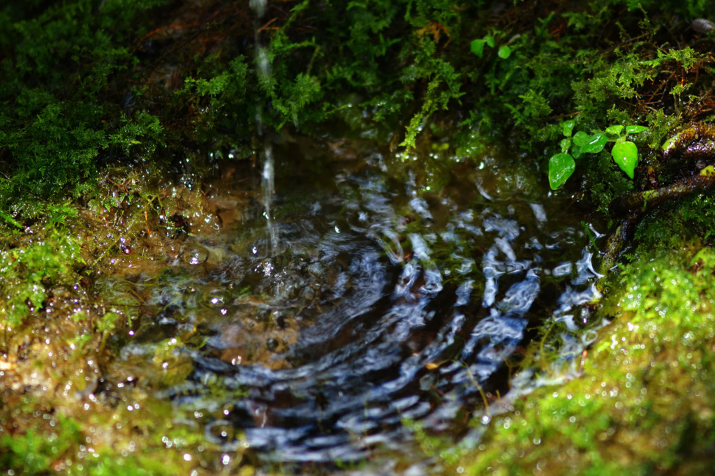 スケール感が狂って面白い　苔は小さな森