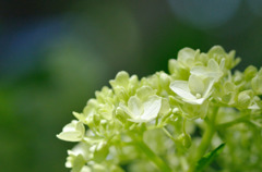 あ、うん、紫陽花ですね。