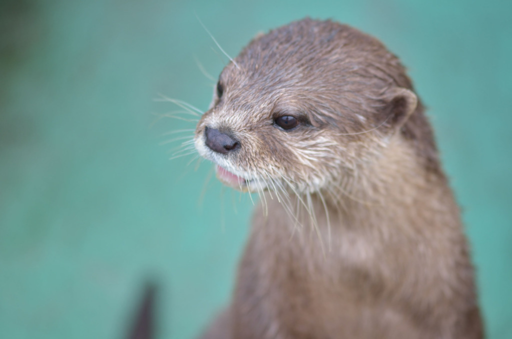 吉岡聖恵ちゃん