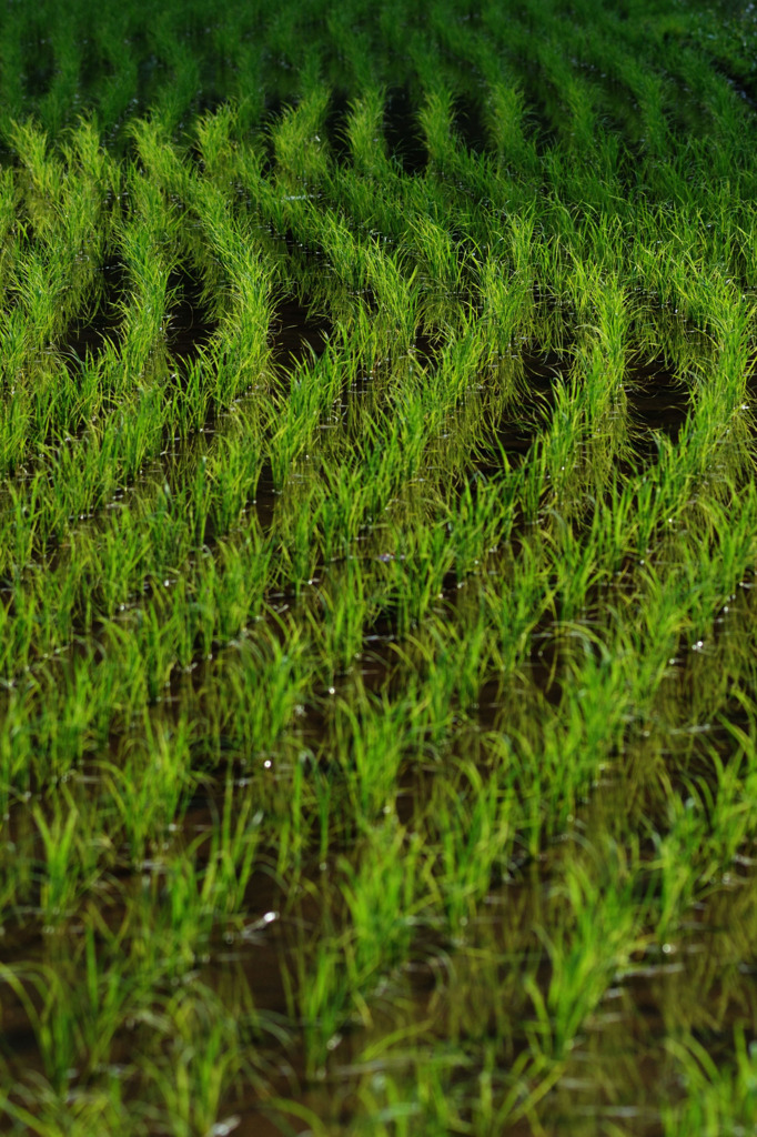 あなたならどう切り撮る？