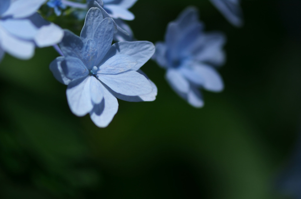 あ、うん、紫陽花ですね