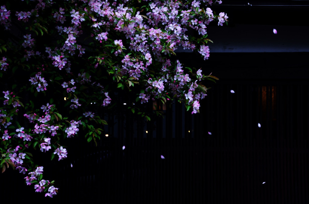 桜、ひらひら、舞い落ちる