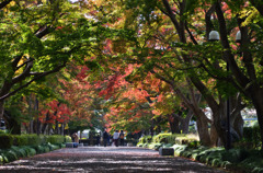 大山参道　ちょっと行くのが早かった