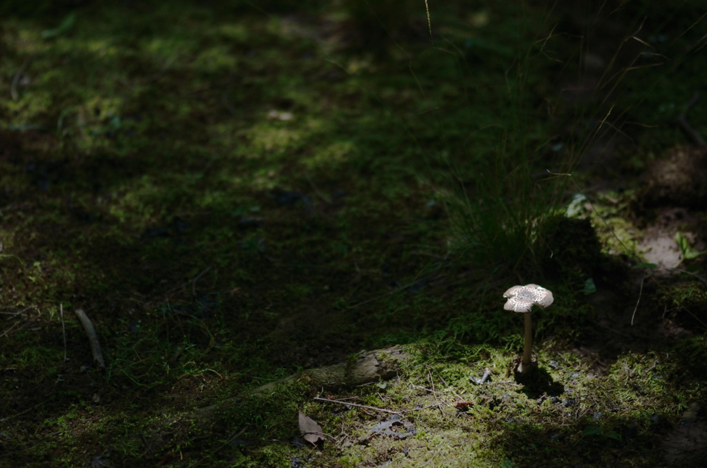 この写真を見る度に「つまらない写真・・・」と思う。ではなぜ投稿した！？