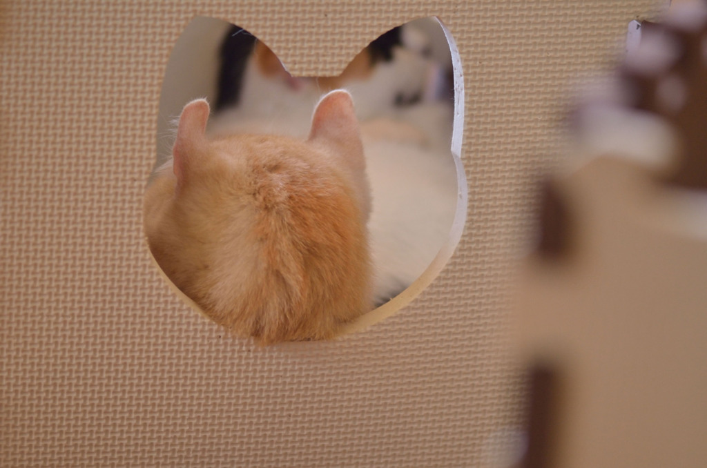 たぶんこの猫が空けた穴