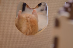 たぶんこの猫が空けた穴