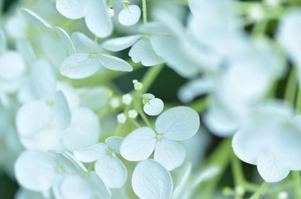 この紫陽花の切り撮り方は雰囲気がよいですね