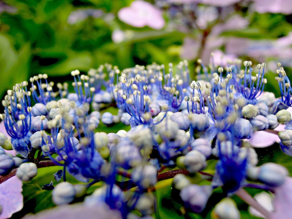 Garden on the flowers