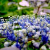 Garden on the flowers