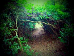 green grass of tunnel