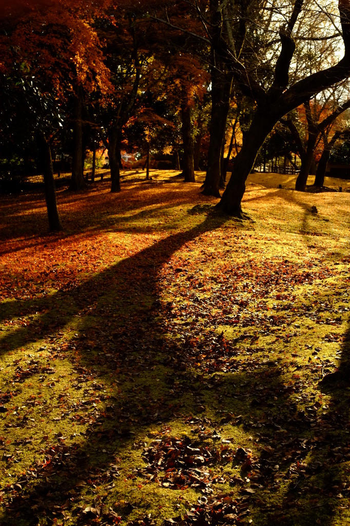 夕暮れ，奈良公園で