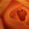 薔薇
