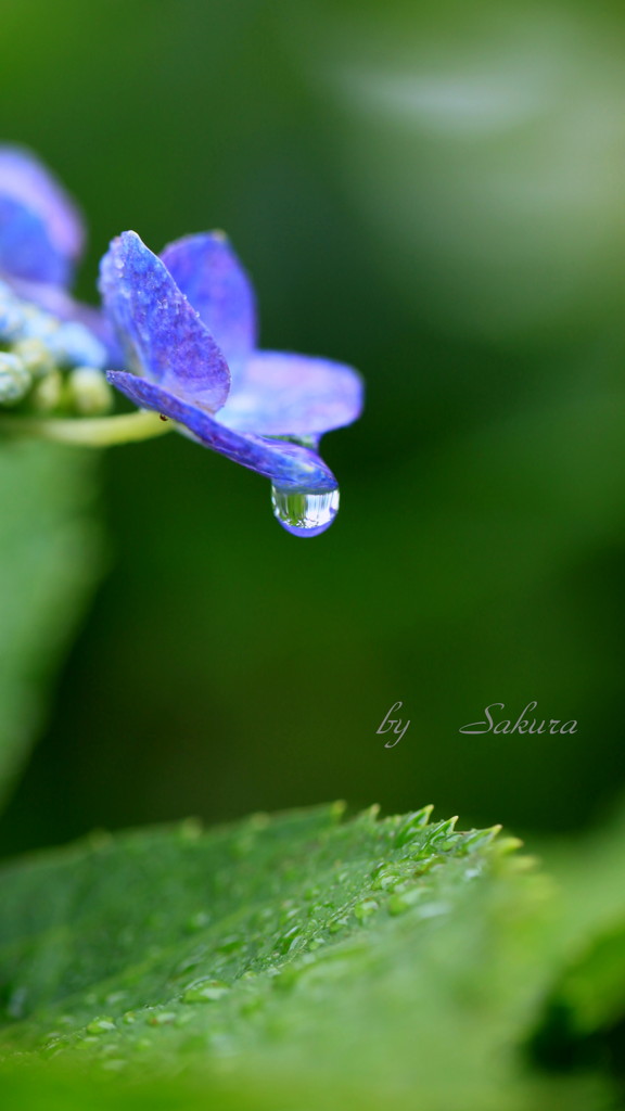 紫陽花と雫