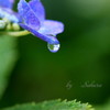 紫陽花と雫
