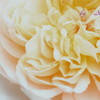 薔薇
