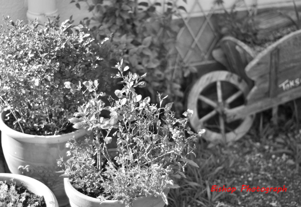 20100425_ContryGarden