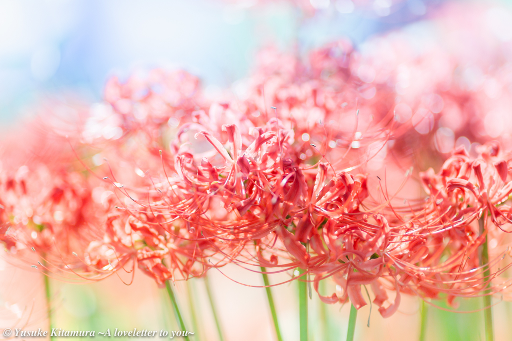 9月の花